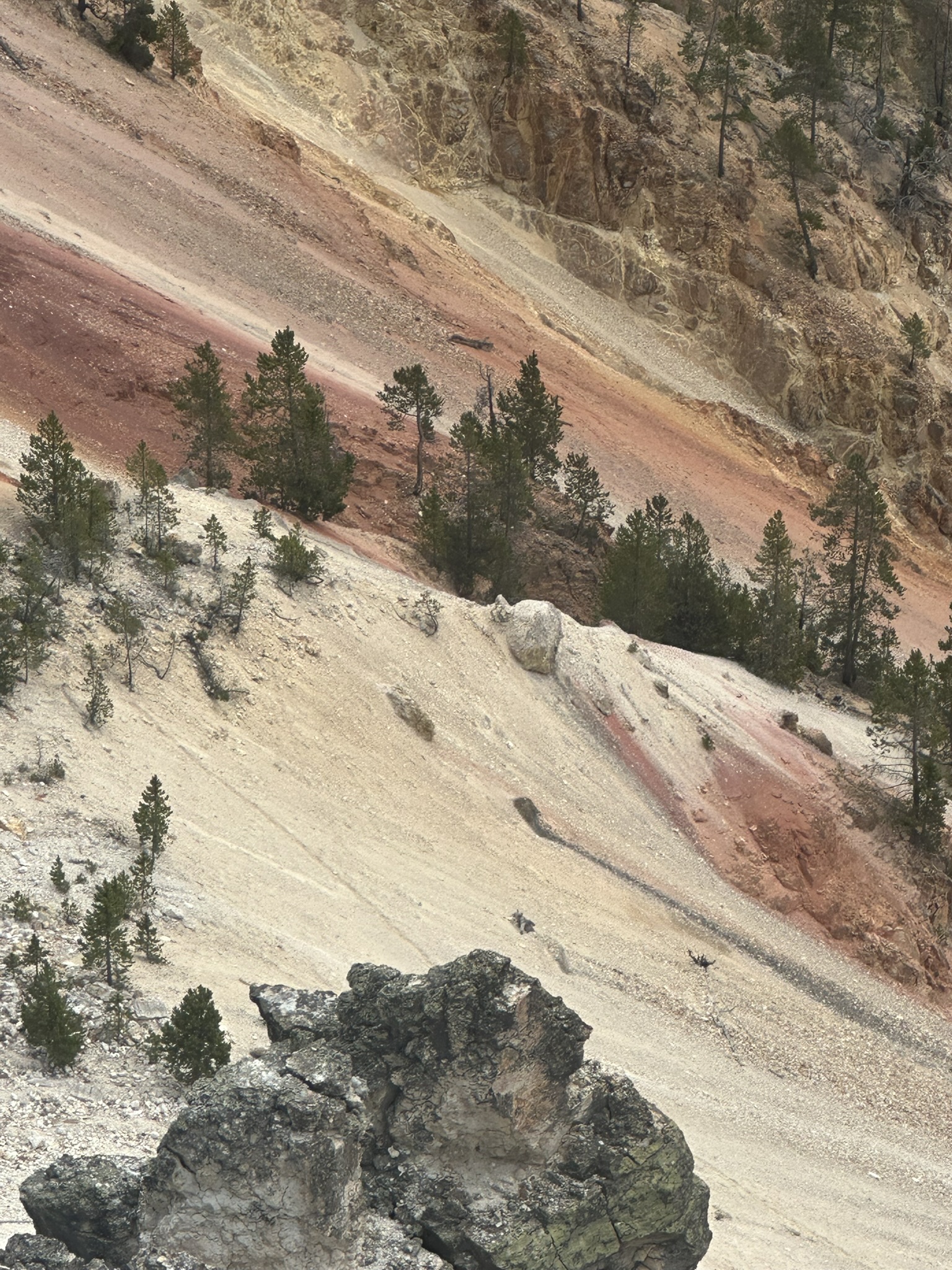 Yellowstone And Grand Teton National Parks - Image 643
